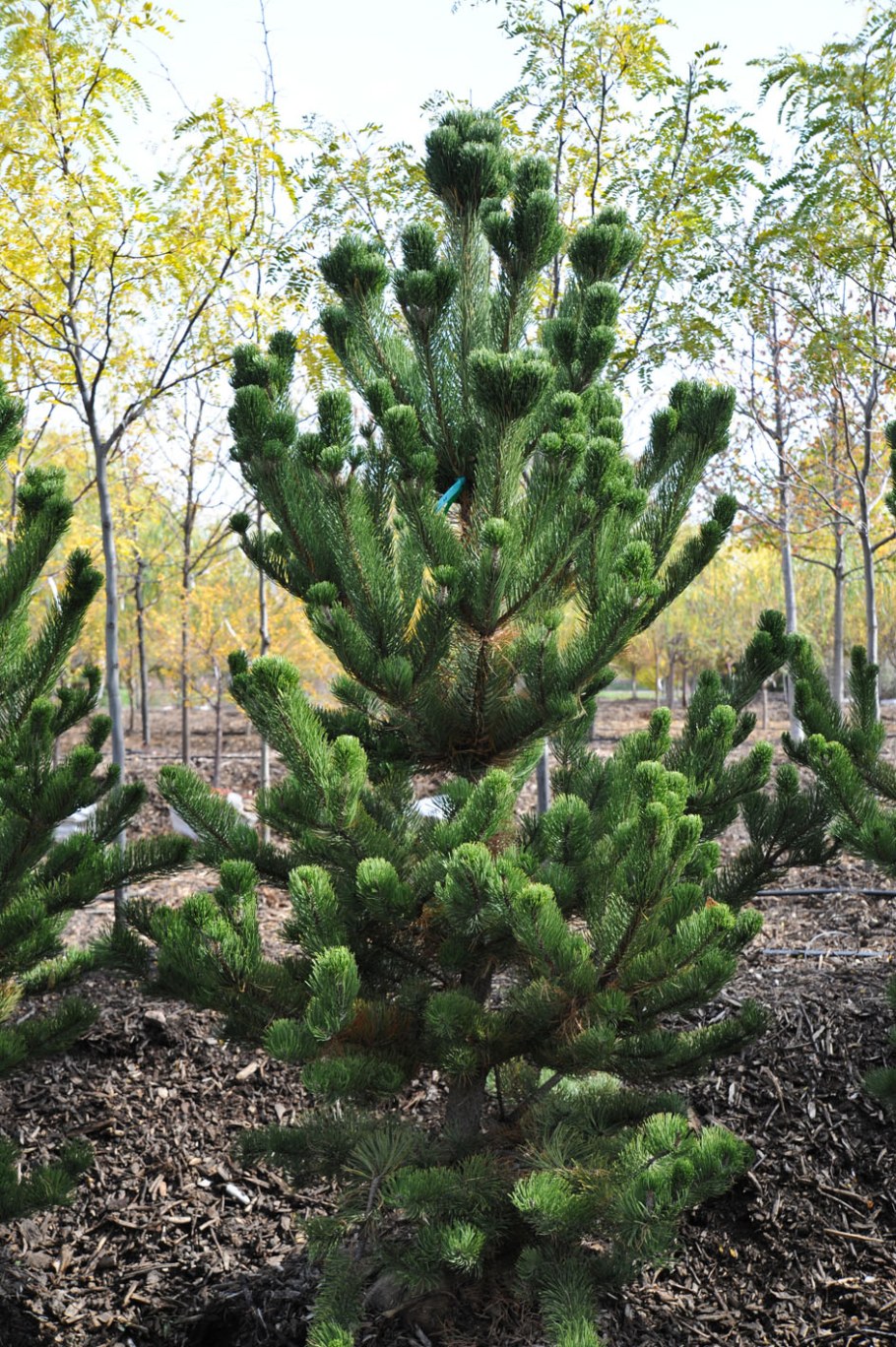 Pinus nigra Oregon Green