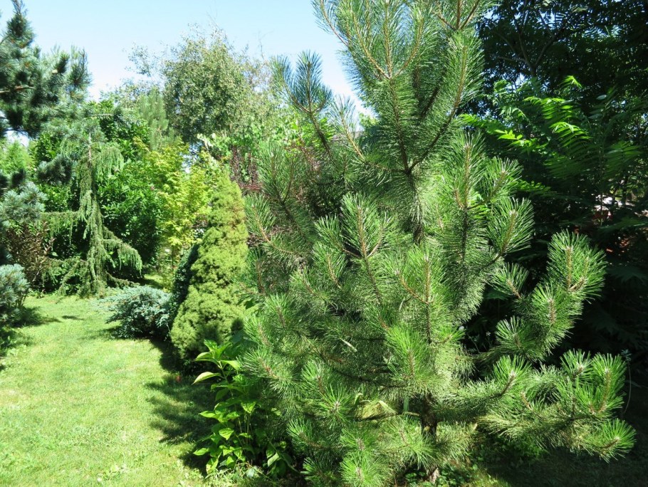 Сосна черная Бенилюкс