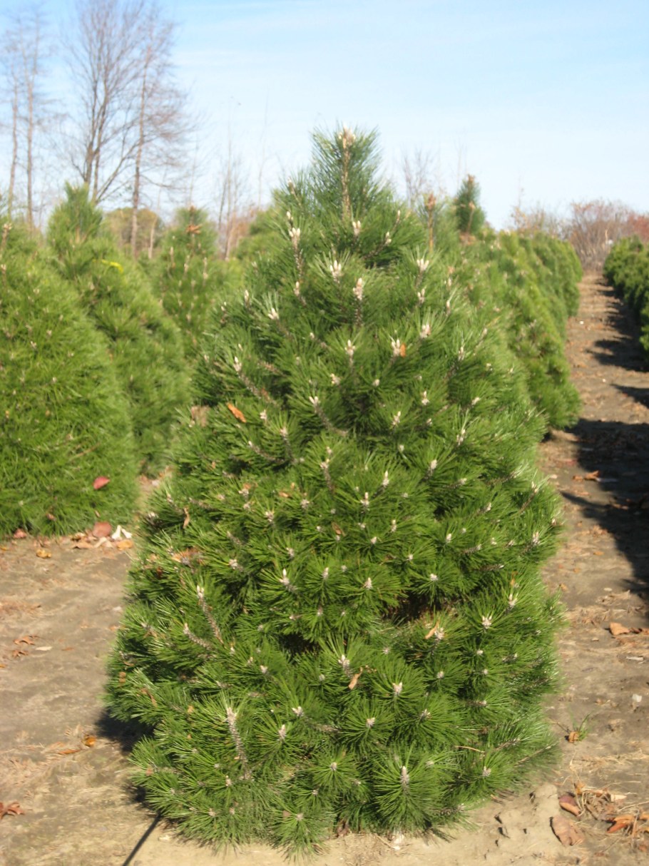 Сосна Пинус Нигра Грин