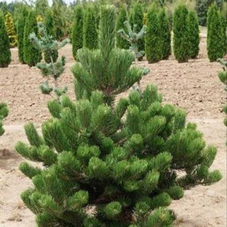 Сосна Нигра Орегон Грин