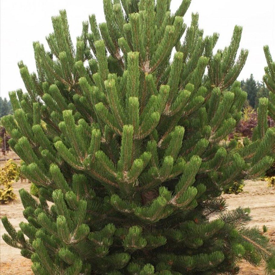 Сосна черная Пирамидалис