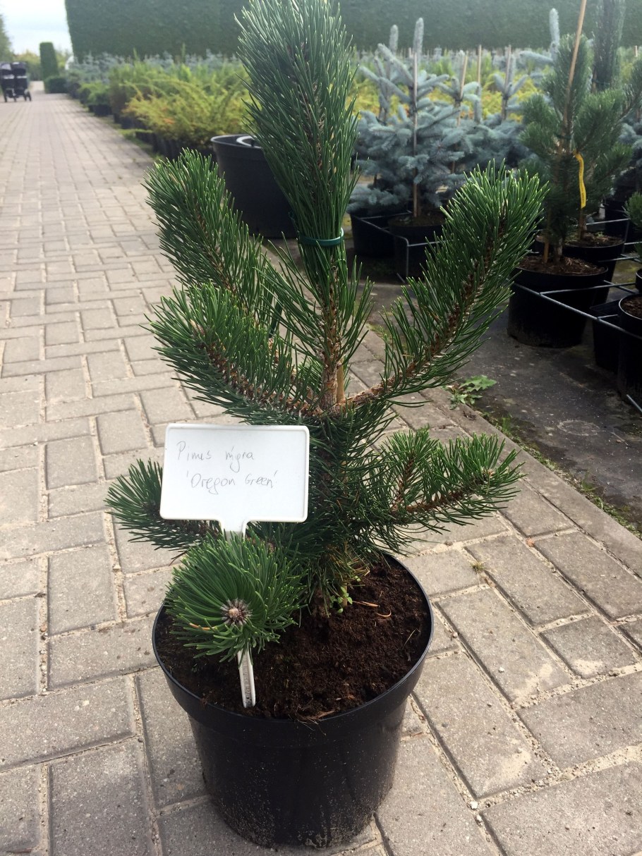 Сосна Нигра Орегон Грин