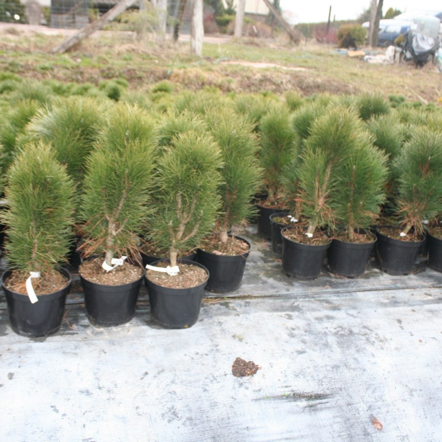 Сосна черная Грин рокет