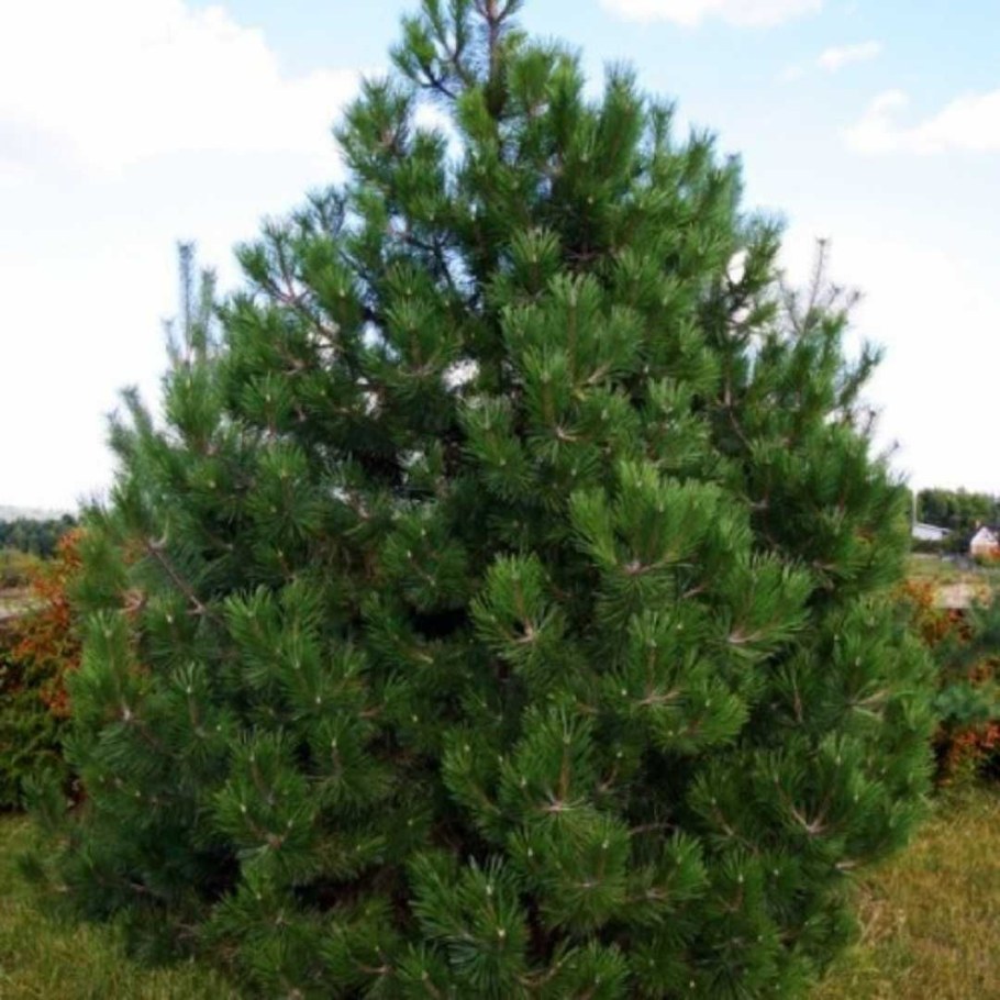 Сосна Pinus nigra