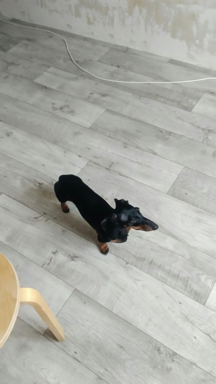 Линолеум forum Forest 916l