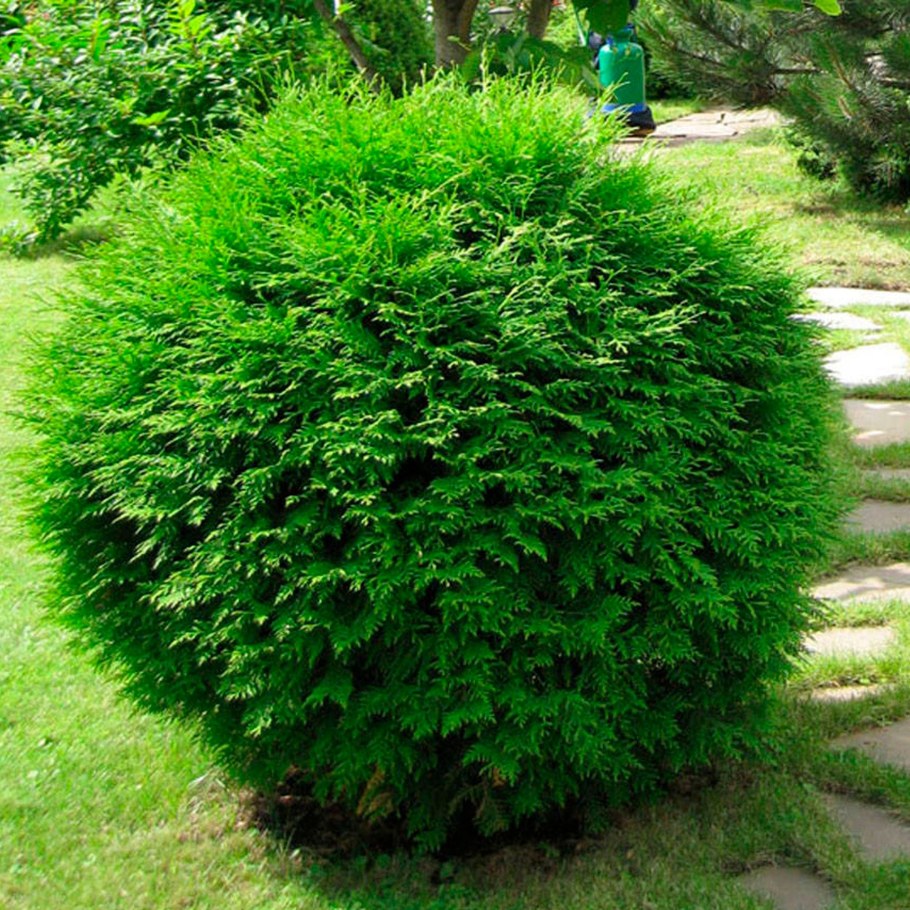 Туя Западная globosa