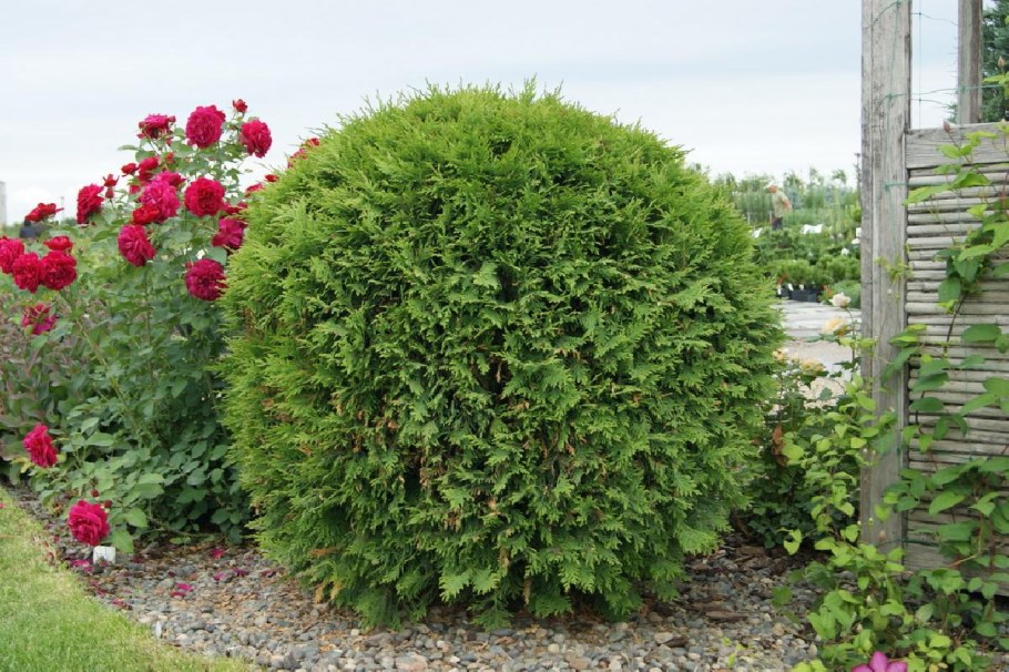 Туя Западная Woodwardii