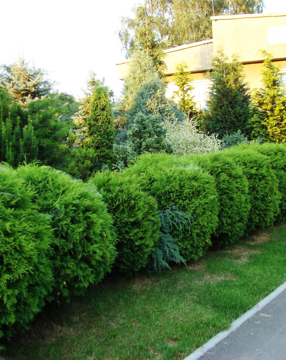 Туя Западная Вудварди