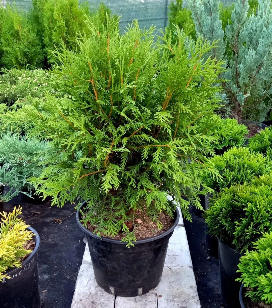 Туя Западная Вудварди