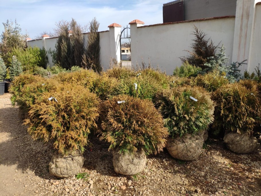 Туя Западная Глобоза