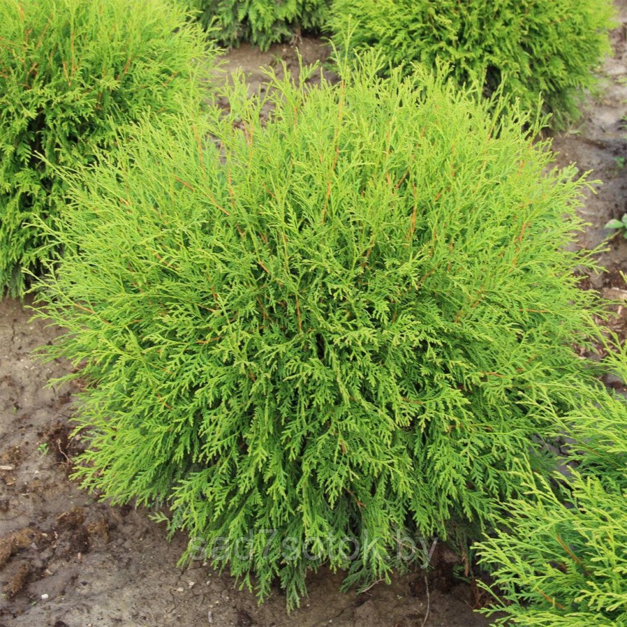 Туя шаровидная Вудварди