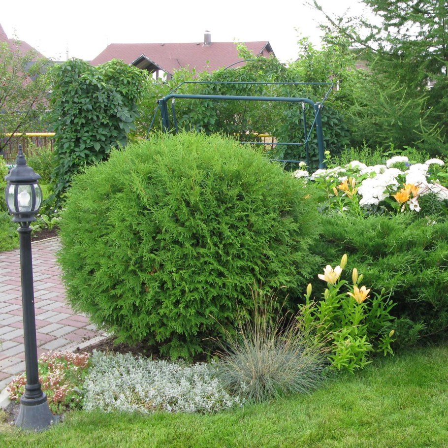 Туя Западная Глобоза