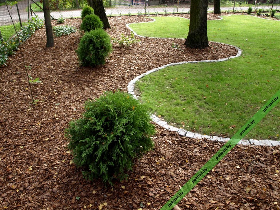 Туя Западная Холмструп