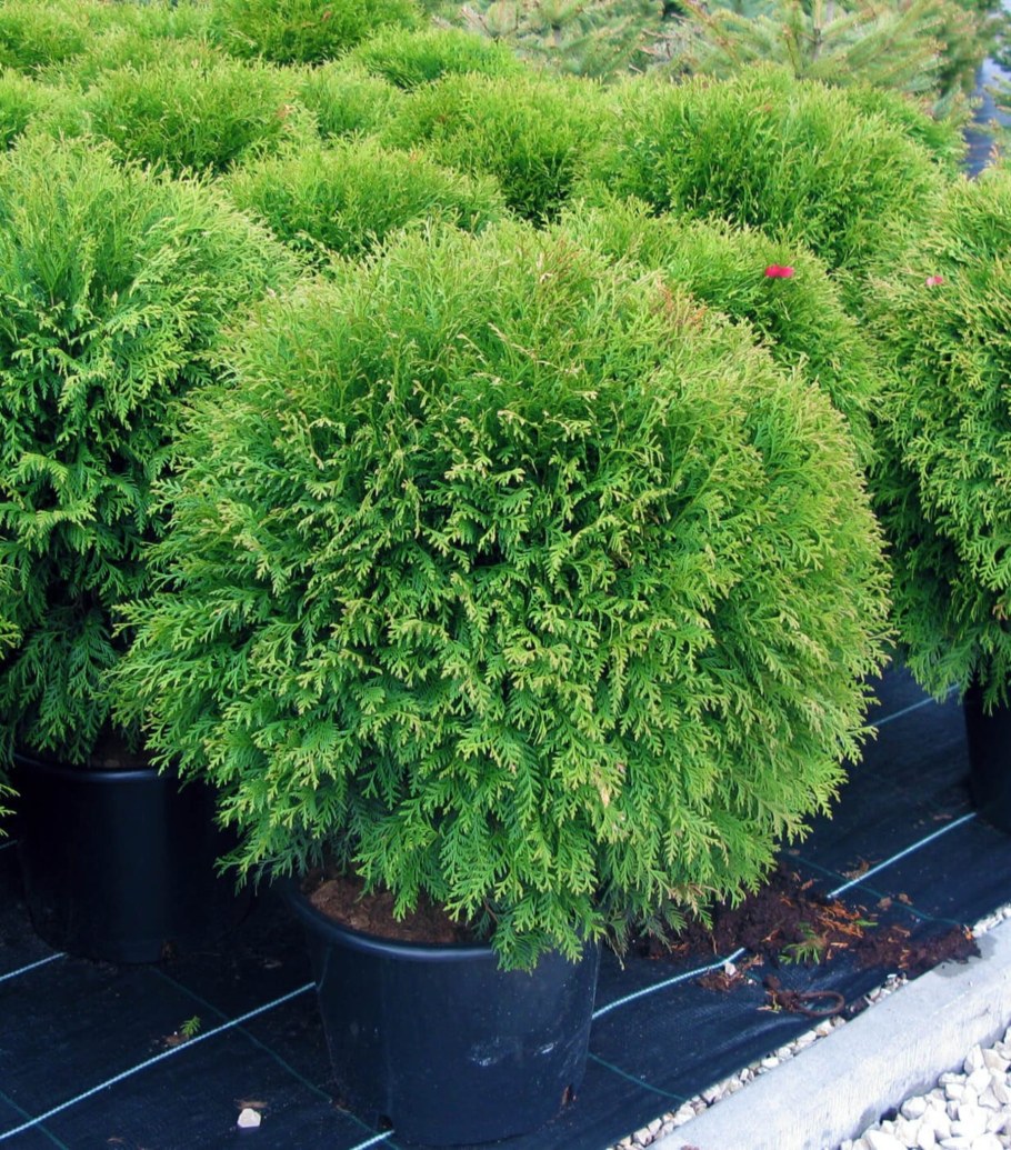 Туя Западная Глобоза