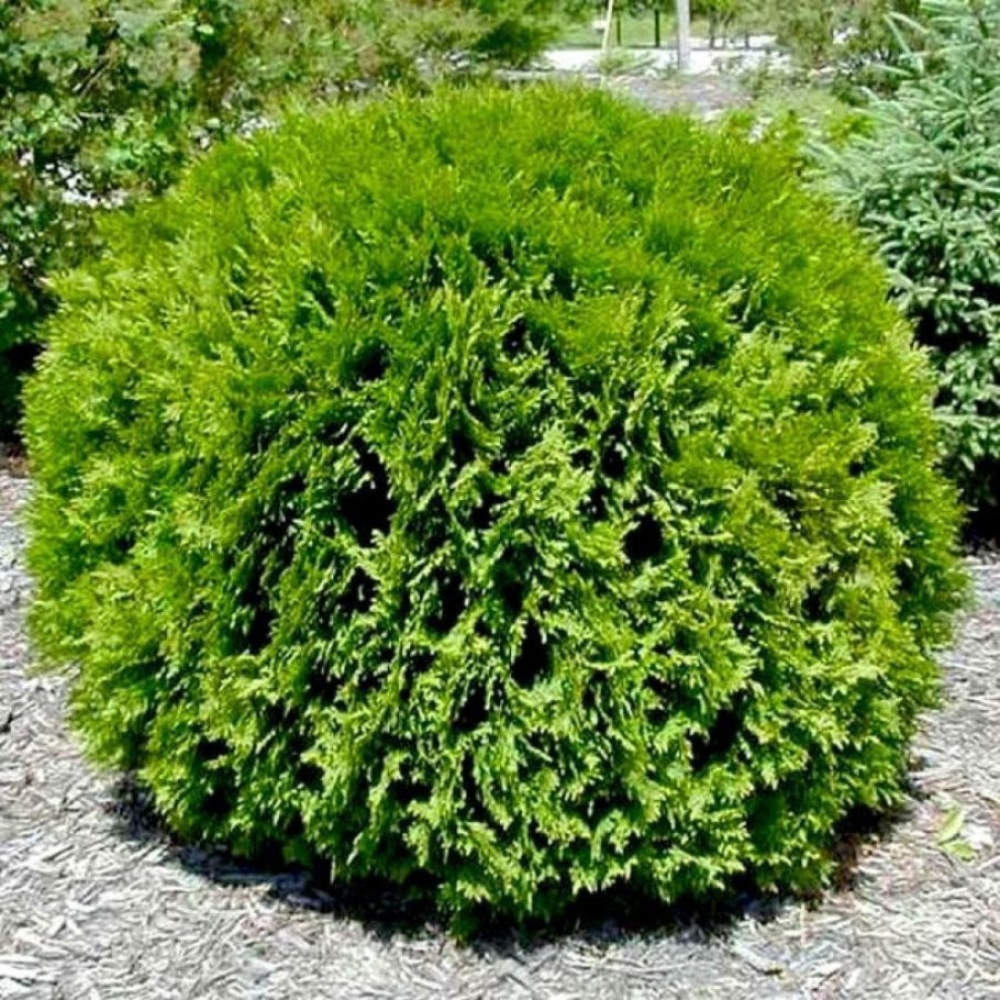 Туя Западная Вудварди