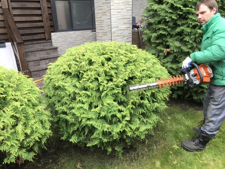 Туя (Thuja) Западная Голден Глоб