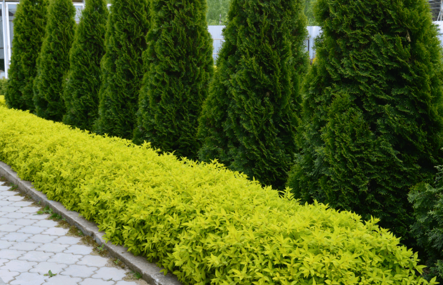 Туя Западная Смарагд изгородь