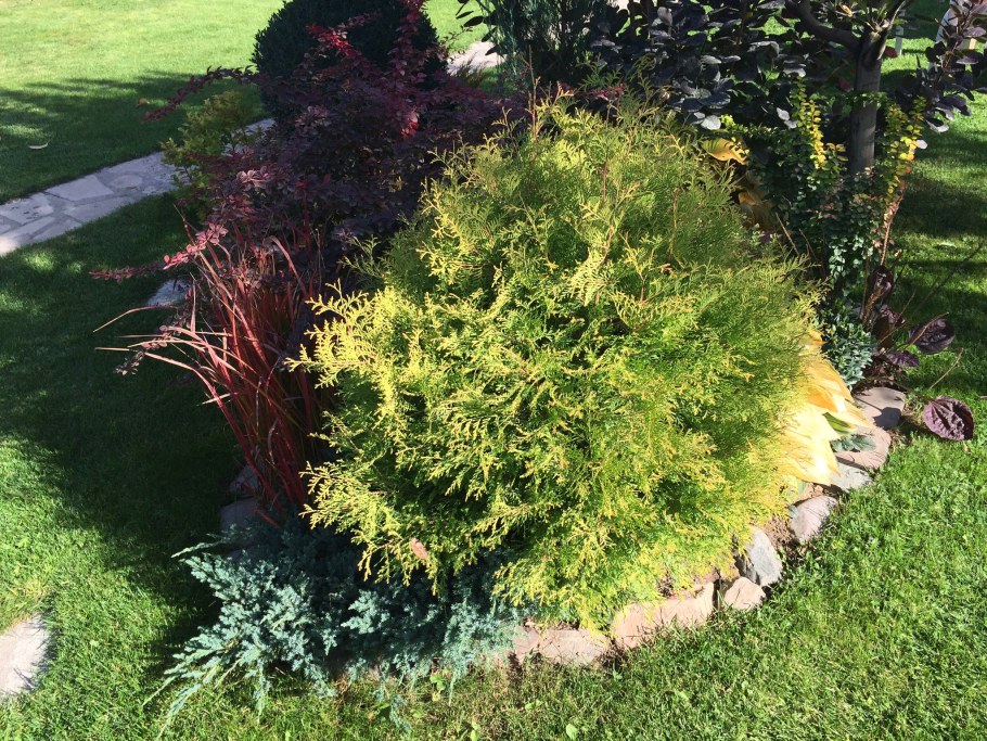 Туя Западная Голден Глоб