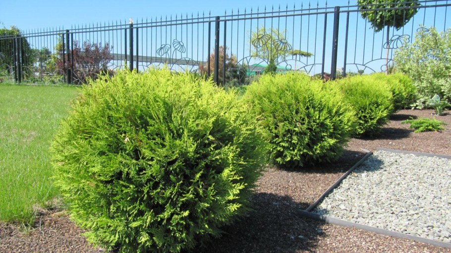 Туя Даника Ауреа