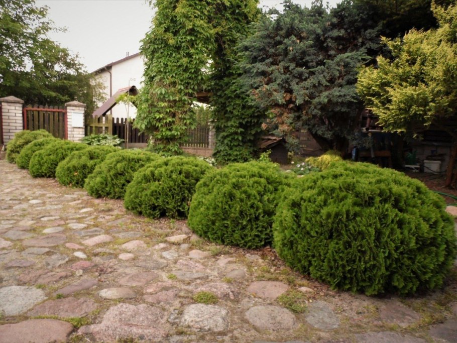 Туя Западная "Даника" Thuja occidentalis 'Danica'