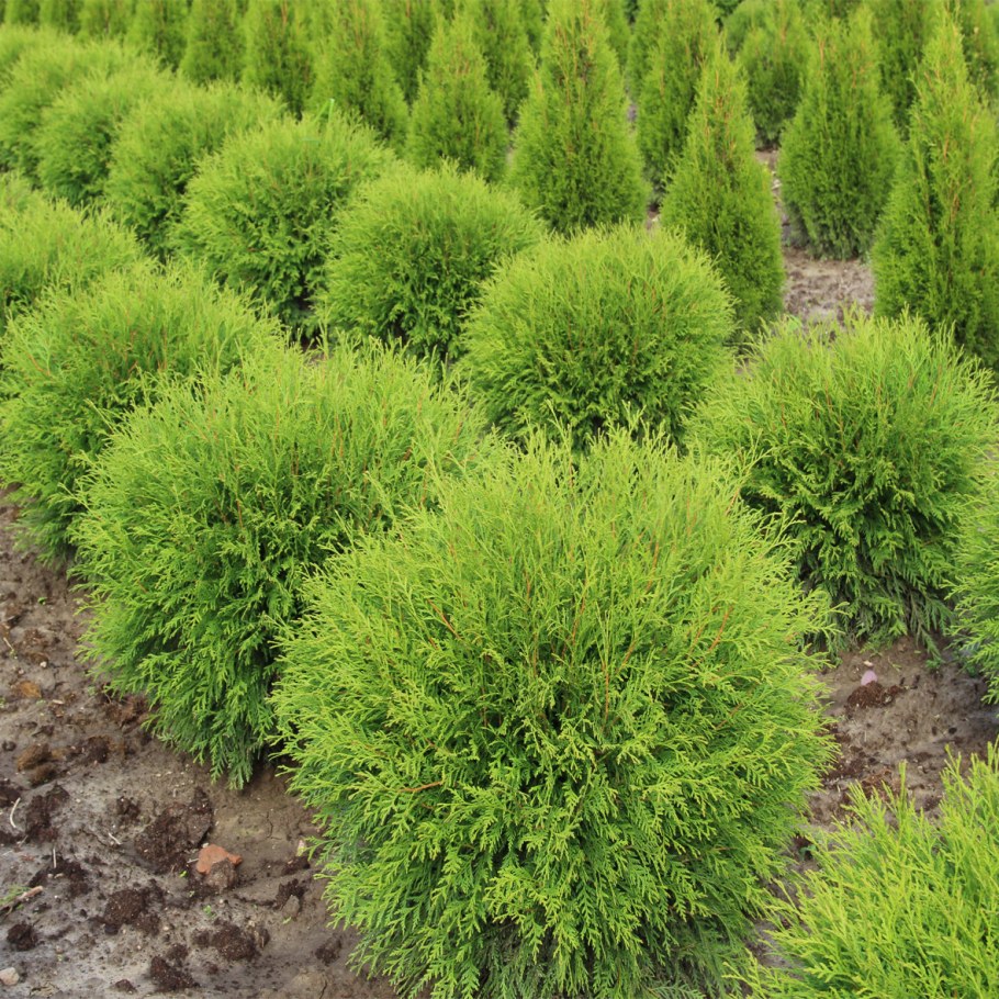 Туя Даника Вудварди