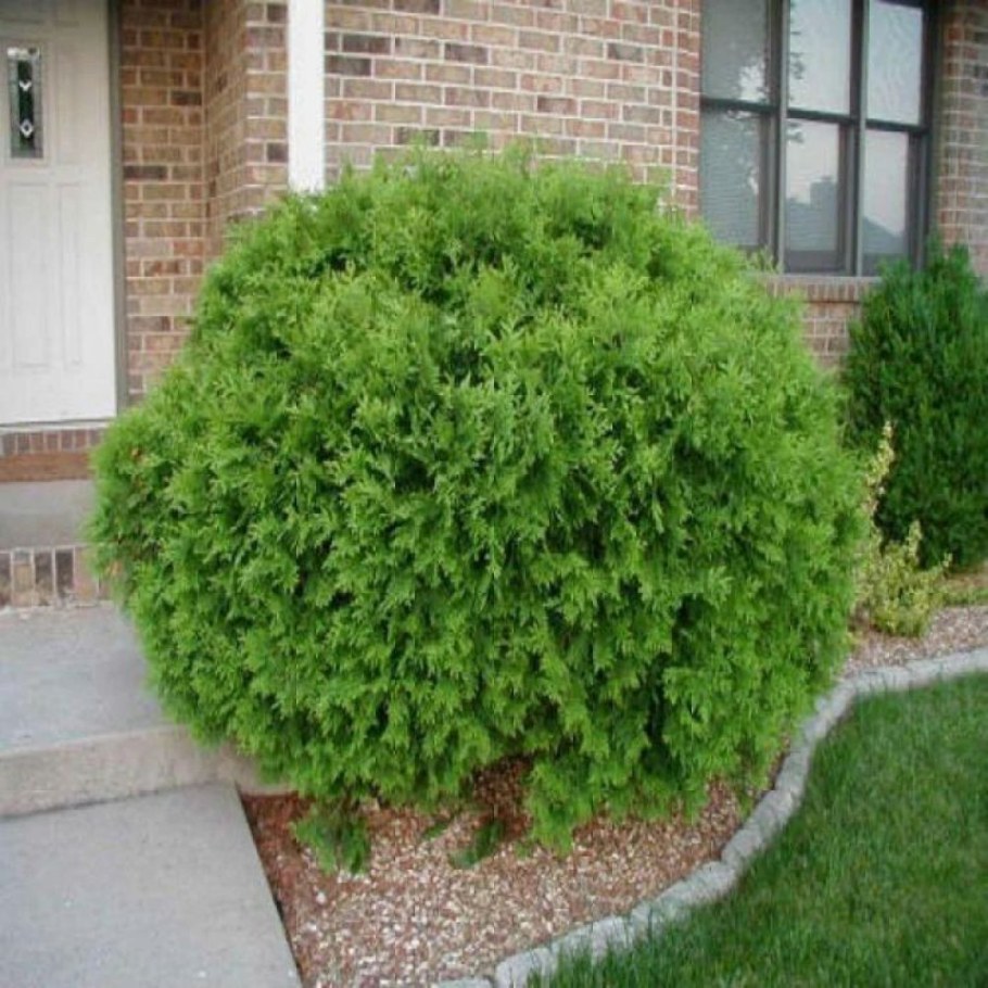 Туя шаровидная Глобоза