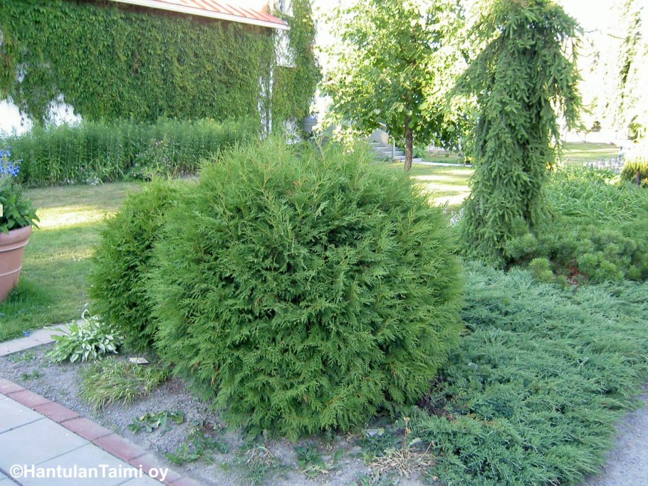 Туя шаровидная Глобоза