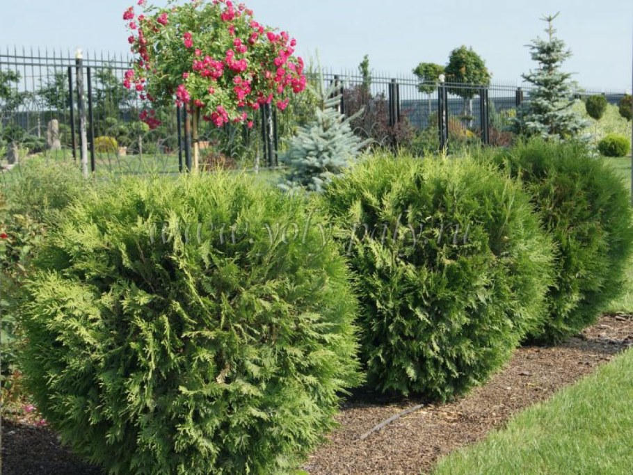 Туя Западная Woodwardii