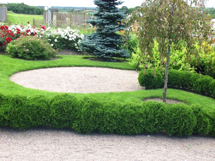 Туя Даника изгородь