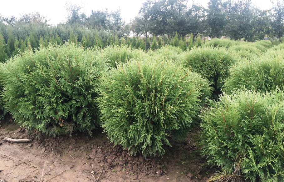 Туя Западная Глобоза