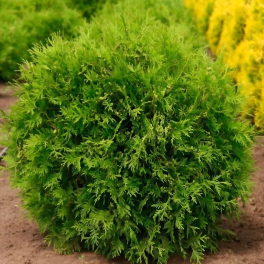 Туя Западная Вудварди (Woodwardii)