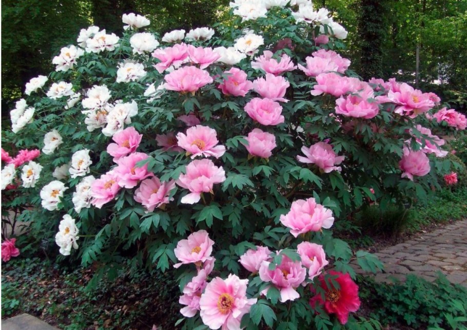 Пион древовидный куст