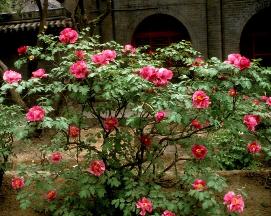 Химоза пион древовидный