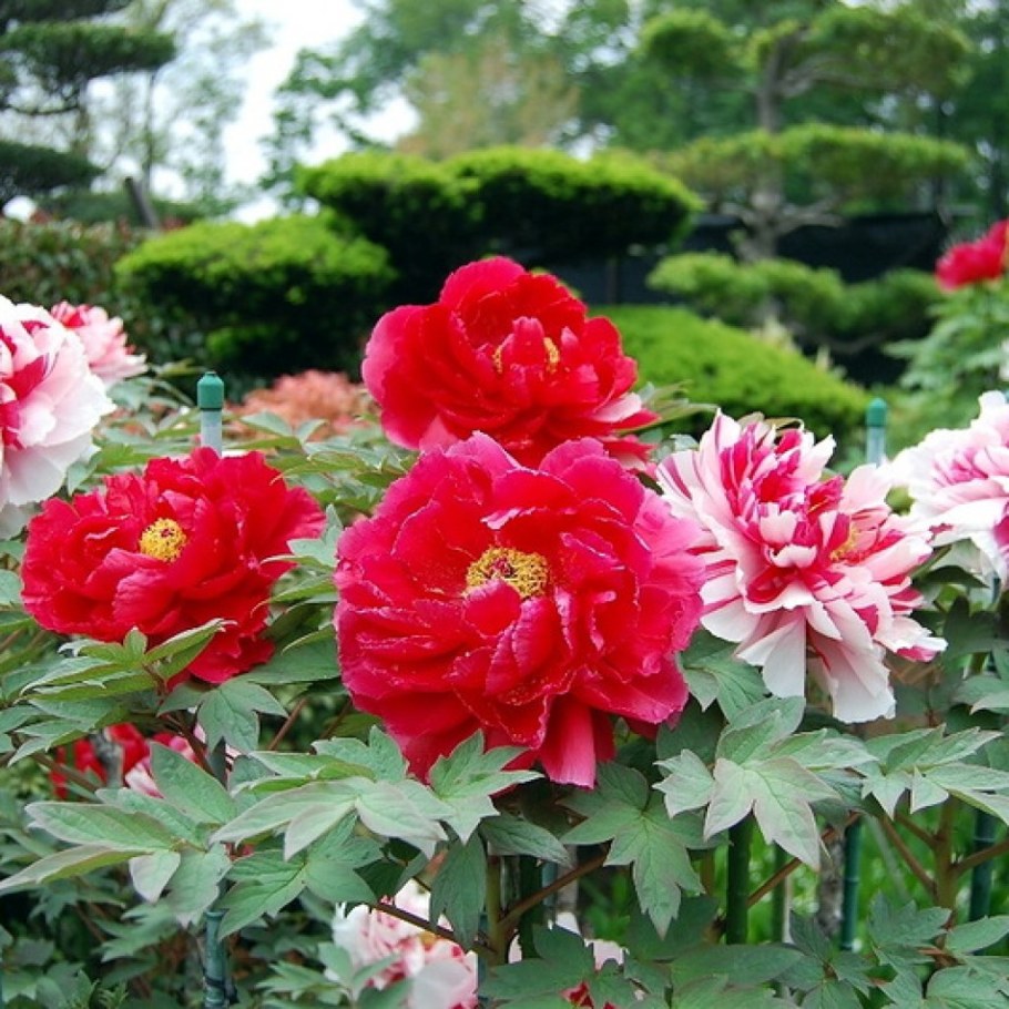 Пион древовидный Юник Краун