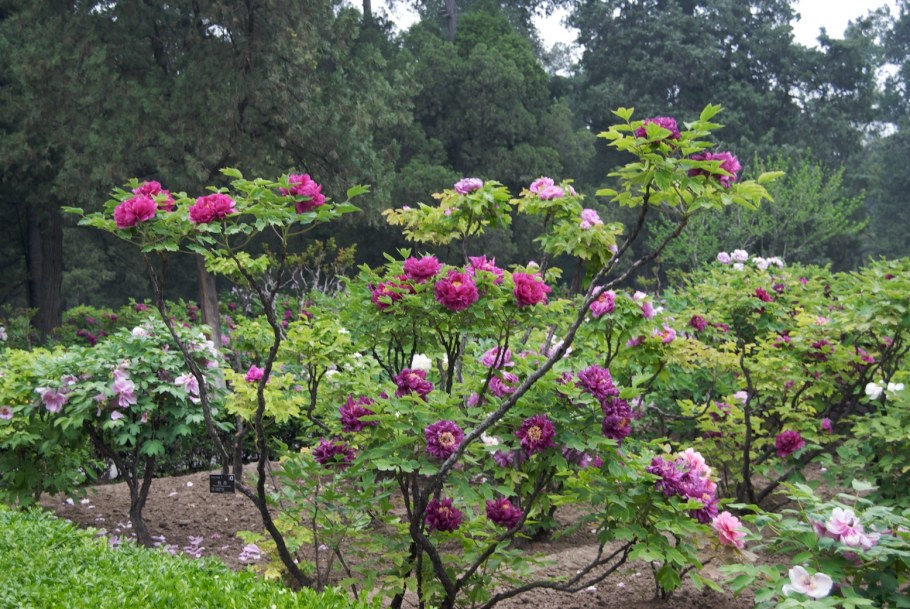 Пион древовидный Кинко