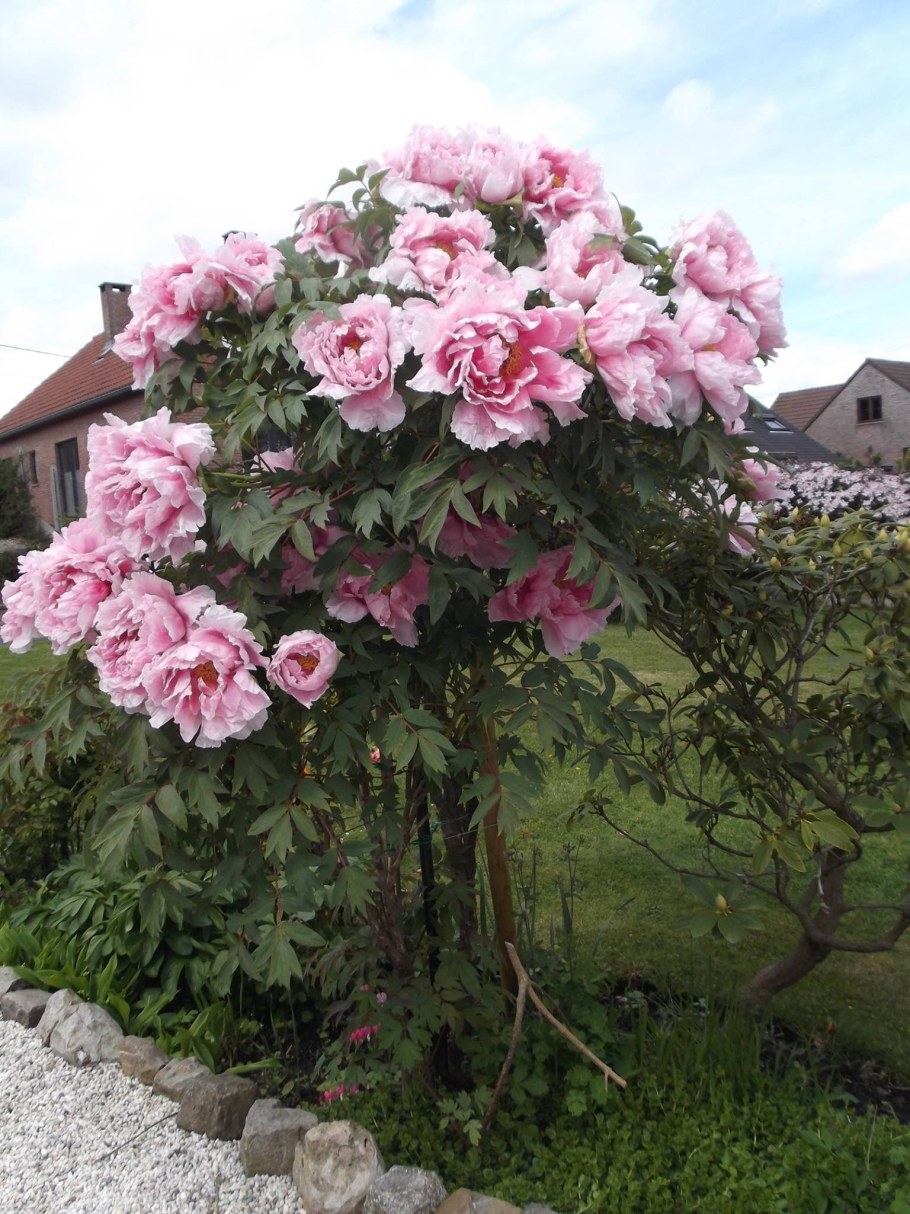 Пион древовидный Эрли Блэк