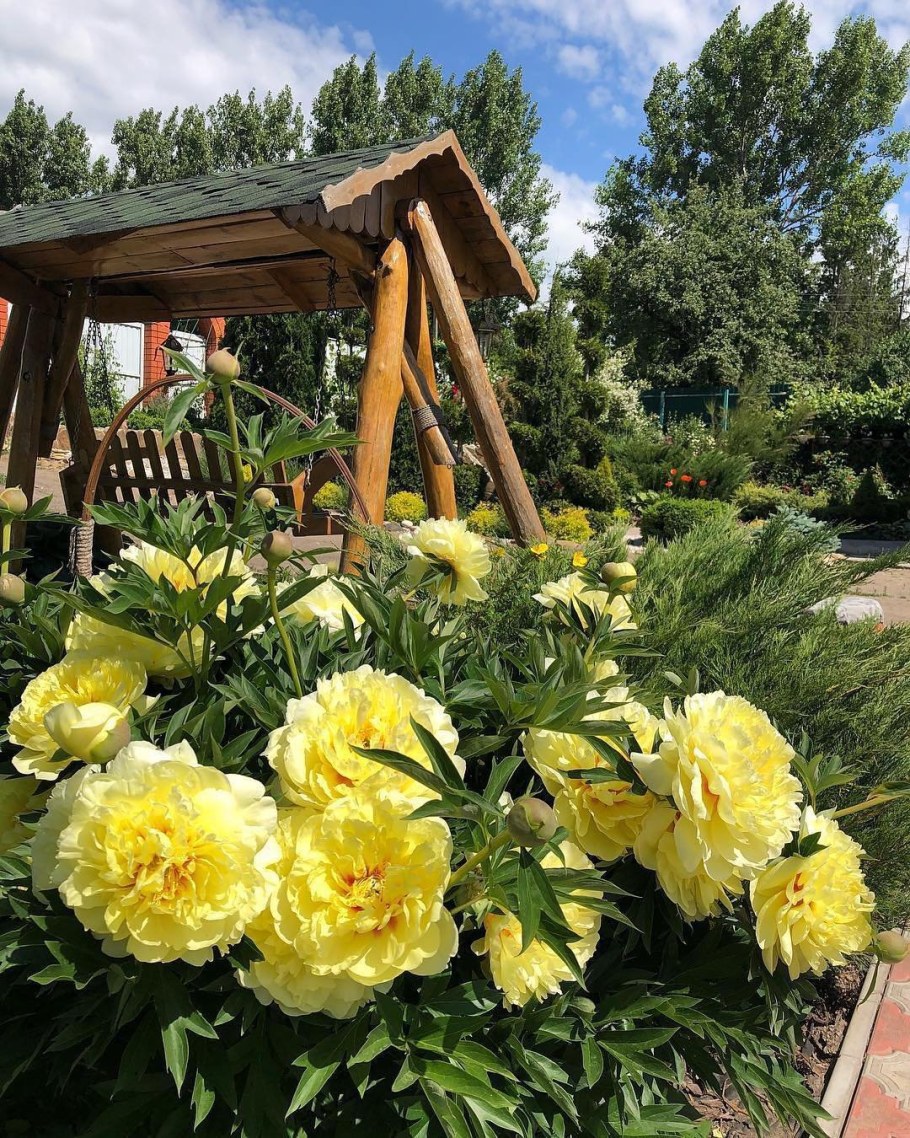 Пион Бартзелла