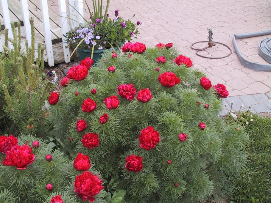 Японский пион тонколистный