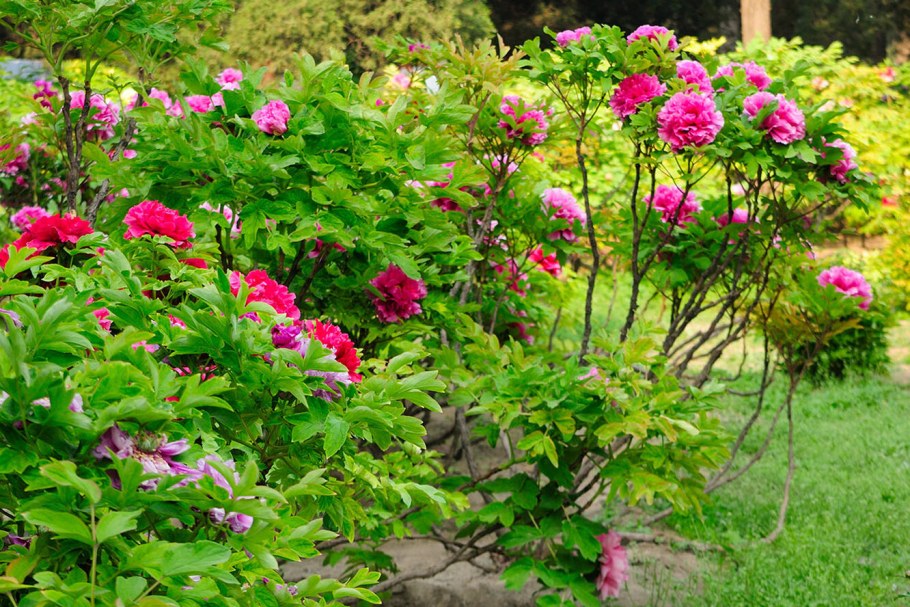 Древовидный пион синий