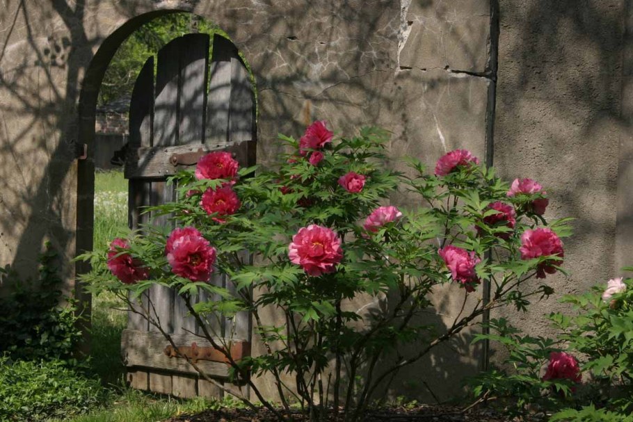 Древовидные пионы