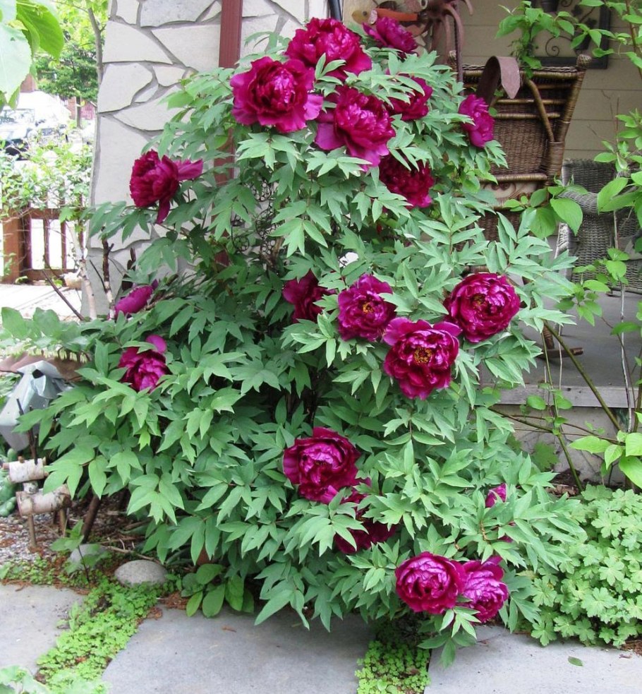 Пион древовидный Лантиан Джей