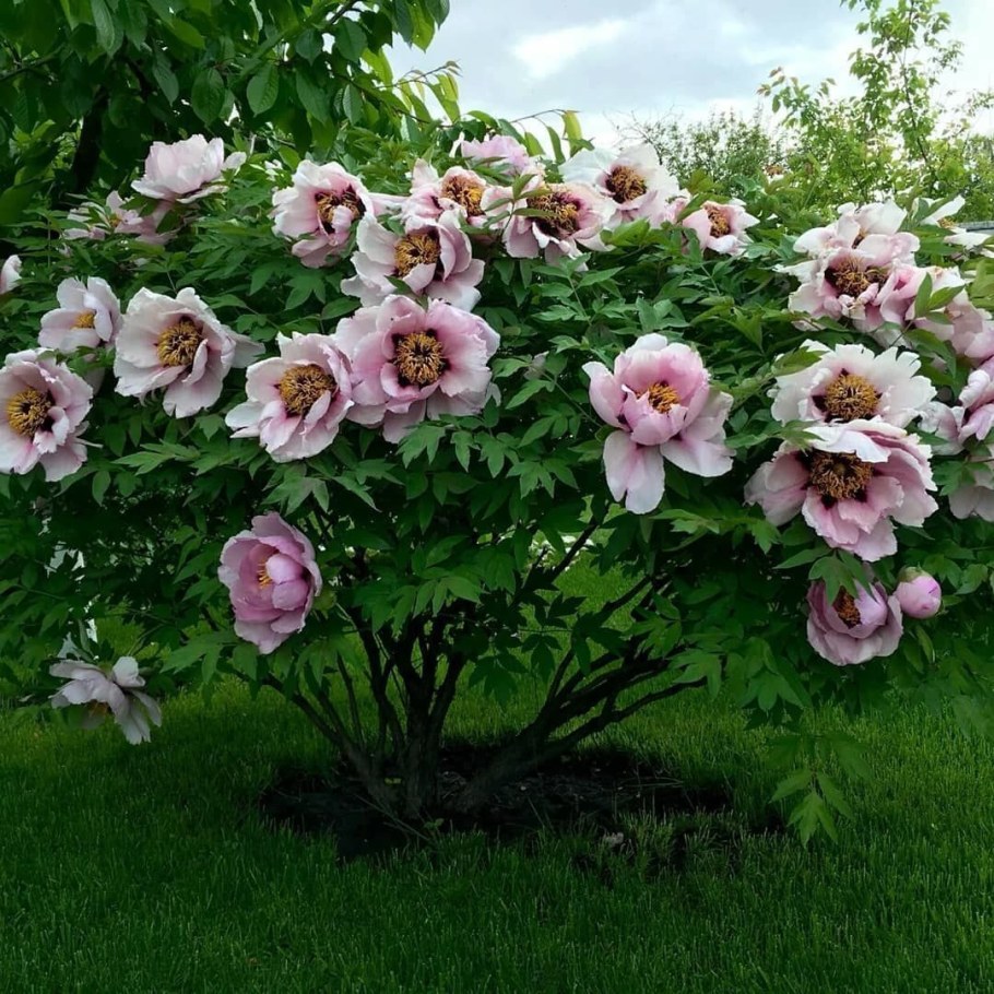 Пион древовидный серебряный ручей