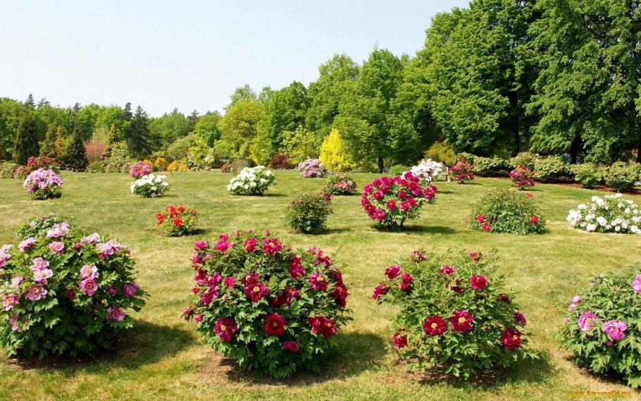 Розы кустовые Ричмонд парк