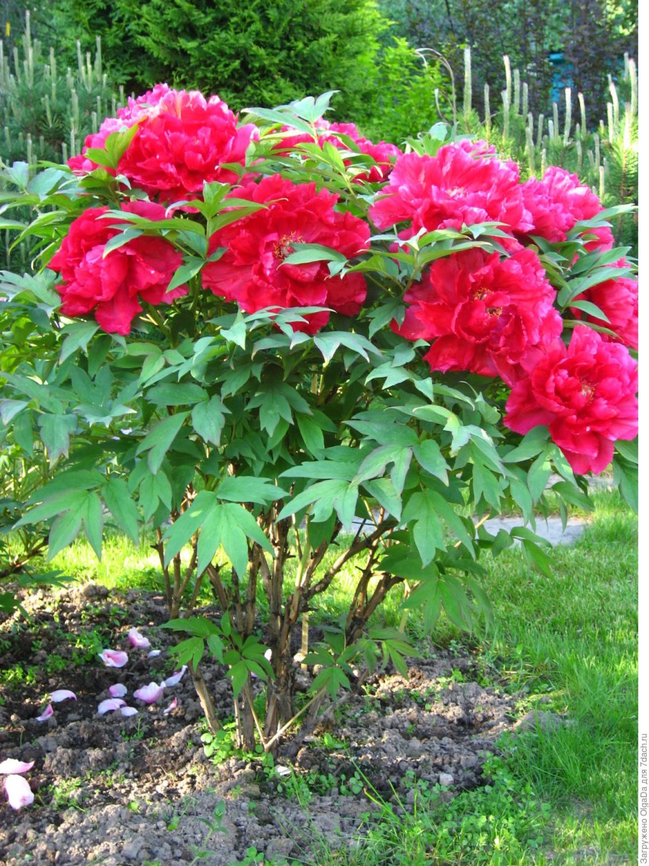 Пион древовидный дерен