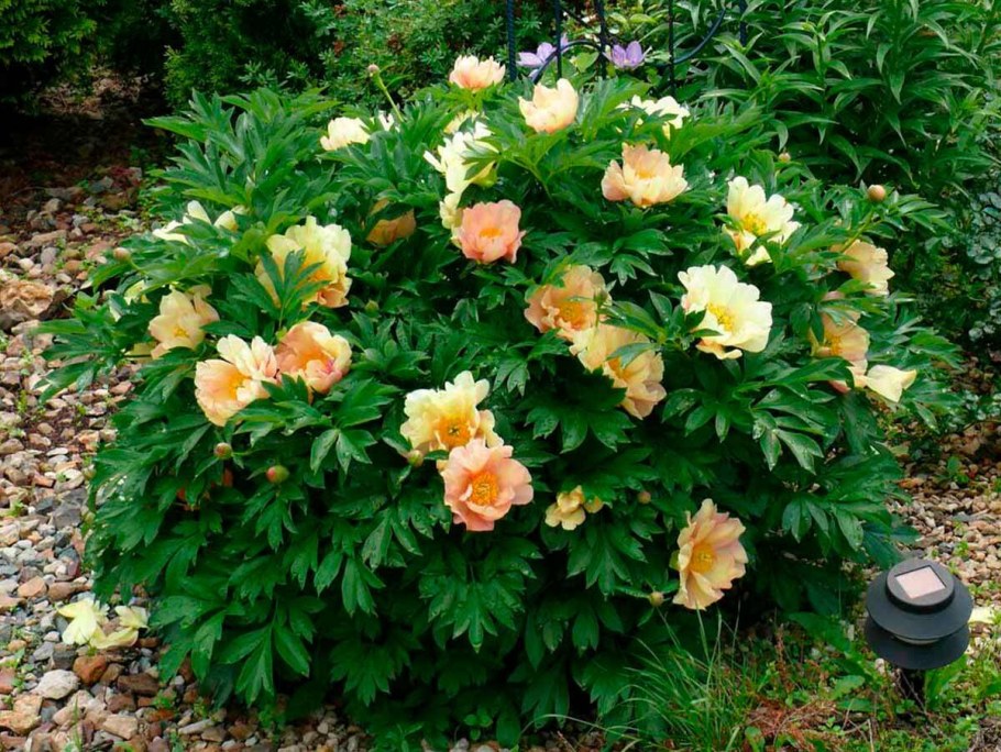 Пион (Ито-гибрид) Канари бриллиантс