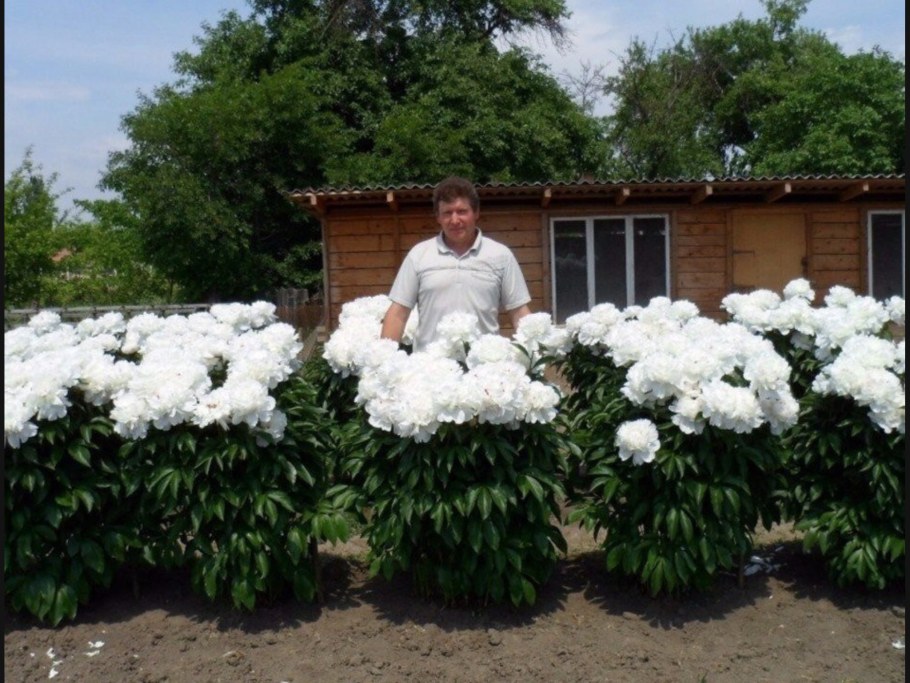 Гортедревовидные пионы