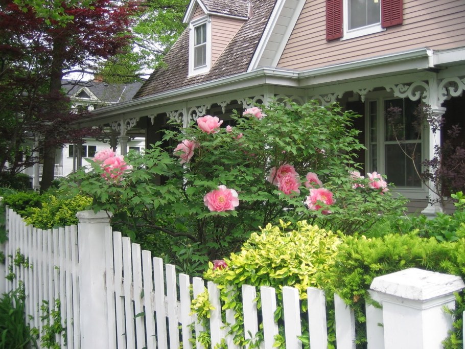 Древовидный пион в ландшафтном дизайне
