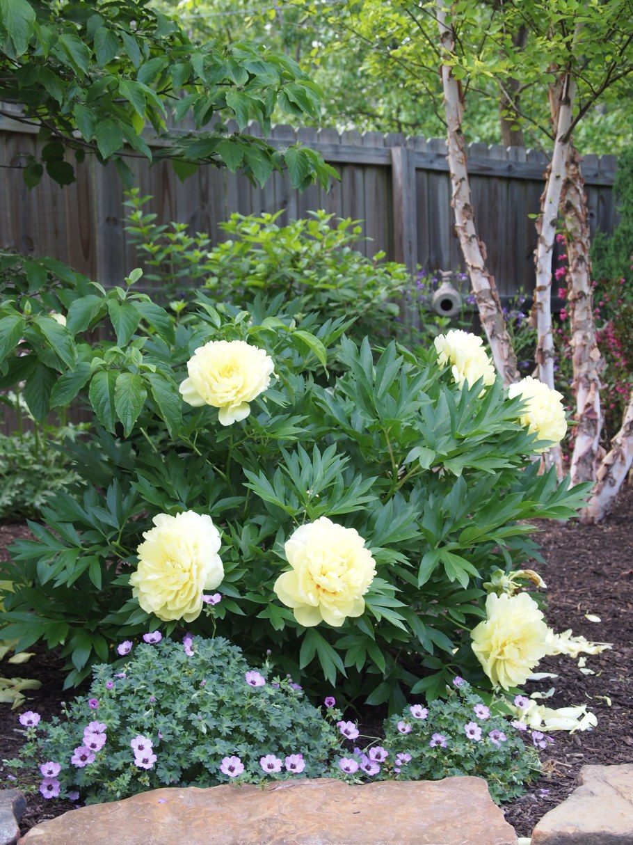 Древовидный пион Бартзелла