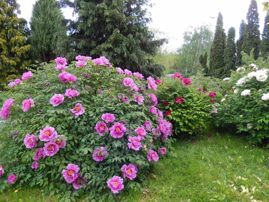 Древовидные пионы что такое древовидные