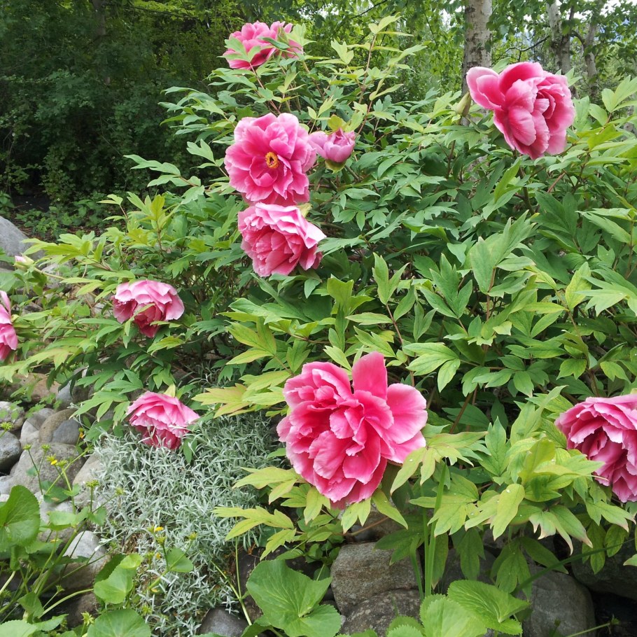 Пион древовидный Hyakasen